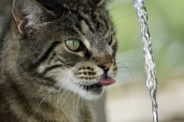 5 dicas para incentivar seu gatinho a beber mais água