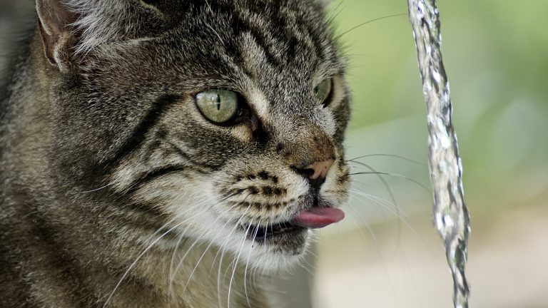 Gatinho tomando água