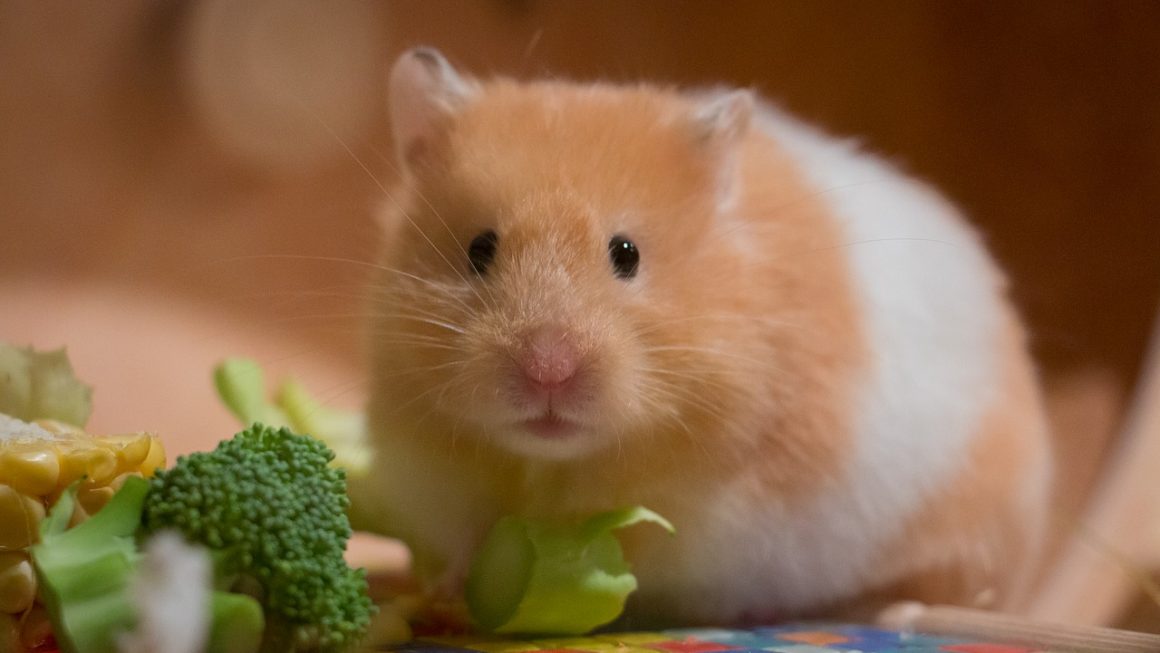 Hamster, o que saber antes de adquirir um