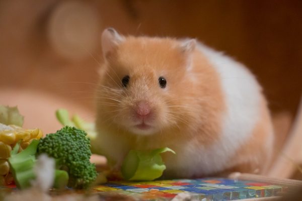 Hamster, o que saber antes de adquirir um